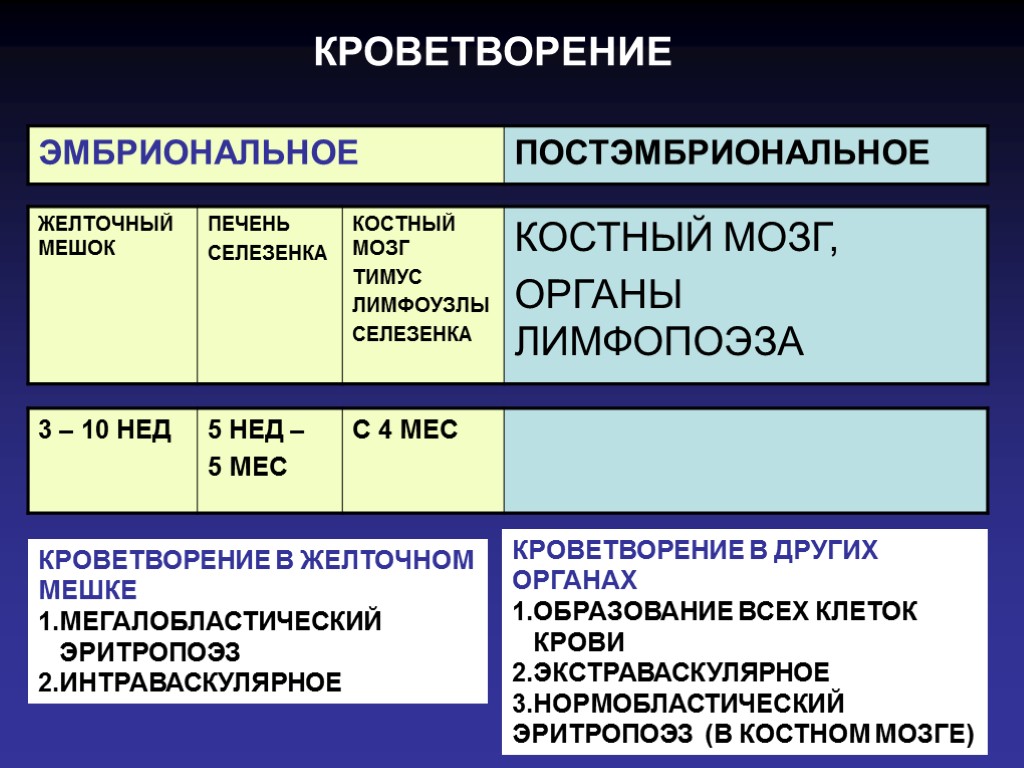 КРОВЕТВОРЕНИЕ КРОВЕТВОРЕНИЕ В ЖЕЛТОЧНОМ МЕШКЕ 1.МЕГАЛОБЛАСТИЧЕСКИЙ ЭРИТРОПОЭЗ 2.ИНТРАВАСКУЛЯРНОЕ КРОВЕТВОРЕНИЕ В ДРУГИХ ОРГАНАХ 1.ОБРАЗОВАНИЕ ВСЕХ